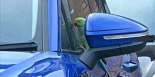 Rogue Parakeet izvaja potencialno neustavljivo akcijo poškodovanja avtomobilov