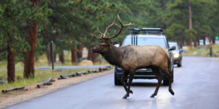 Move Over Neil The Seal — Elk z imenom ‘Smash’ napoveduje vojno avtomobilom